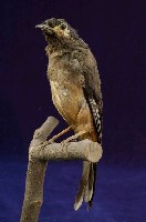 藏品(白耳畫眉)的圖片